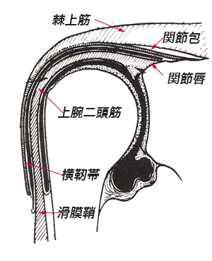 肩関節脱臼