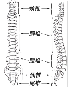 脊椎分離・すべり症